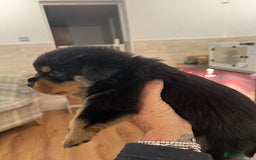 Rottweiler dogs for sale: Rottweiler pups KC Registered + Champ Bloodlines - Image 12