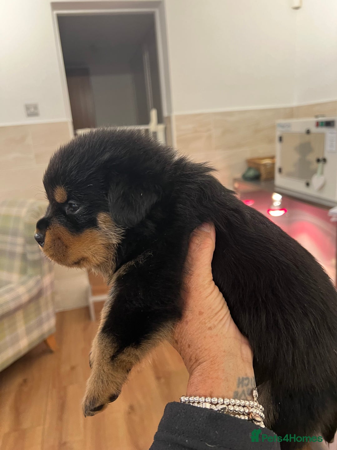 Rottweiler dogs for sale: Rottweiler pups KC Registered + Champ Bloodlines - Image 12
