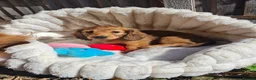 Dachshund dogs for sale: Pra clear,Last 3 beautiful LH Dachshund puppies💗 - Advert 33
