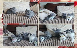 British Shorthair cats for sale: Tica registered british shorthair kittens - Image 18
