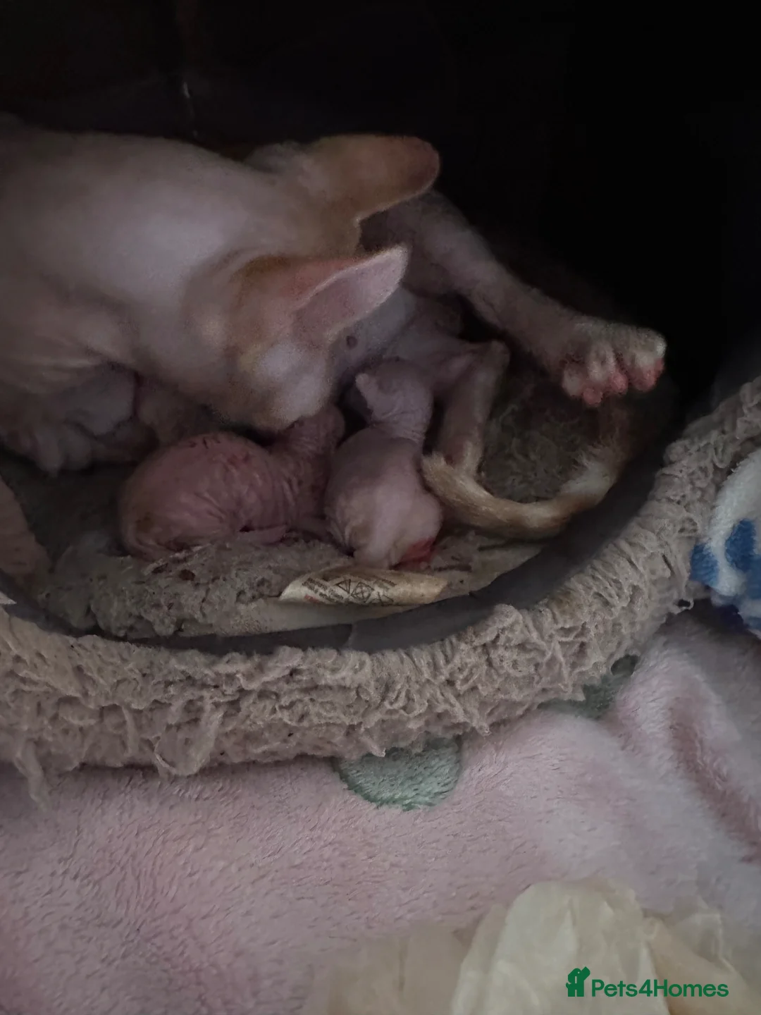 Sphynx cats for sale: Canadian bambino Sphynx kittens  - Advert 4