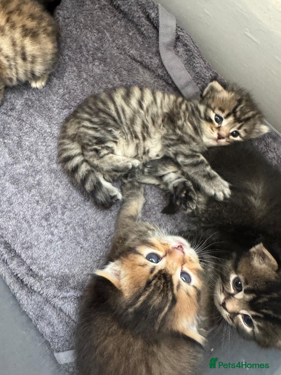 Scottish Fold cats for sale: 5 British Longhair and Scottish Straight kittens  - Image 26