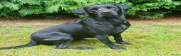 Labrador Retriever dogs for stud: Stunning PROVEN black lab for stud. - Advert 9