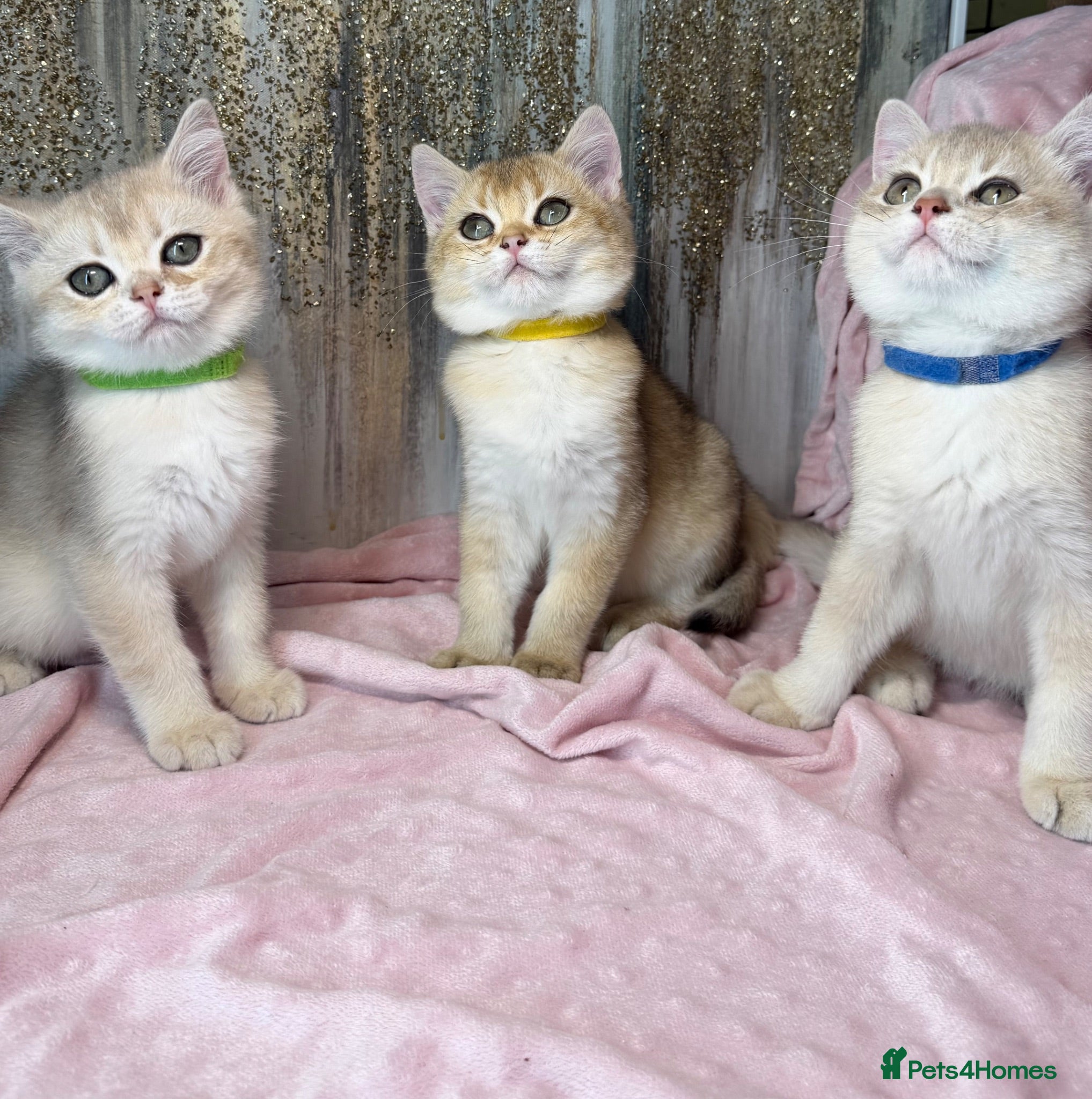 British Shorthair cats British sh blue golden kittens GCCF  - Advert 12