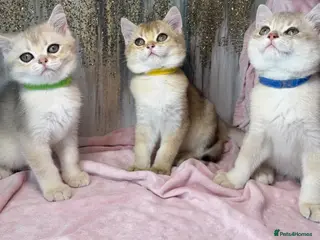 British Shorthair cats British sh blue golden kittens GCCF - Advert 12