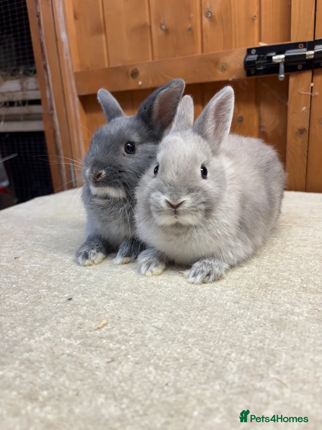 Netherland Dwarf rabbits for sale: Bonded sisters (vaccinated)  - Advert 2