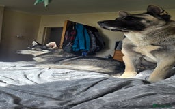 Akita dogs for stud: American akita proven stud  - Image 8