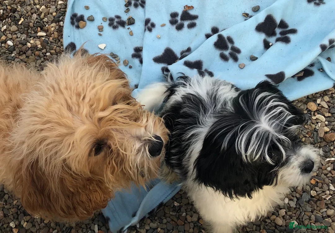 Mixed Breed dogs for sale: Poodle / papillon puppies  in Tonbridge - Advert 2
