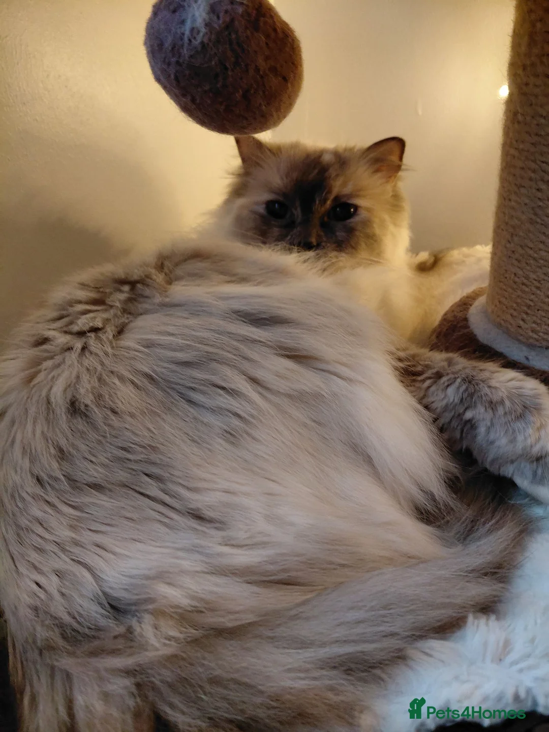 Ragdoll cats for sale: Ragdoll girl 3yr  - Advert 1