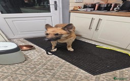 German Shepherd dogs for sale: Luna  - Image 5