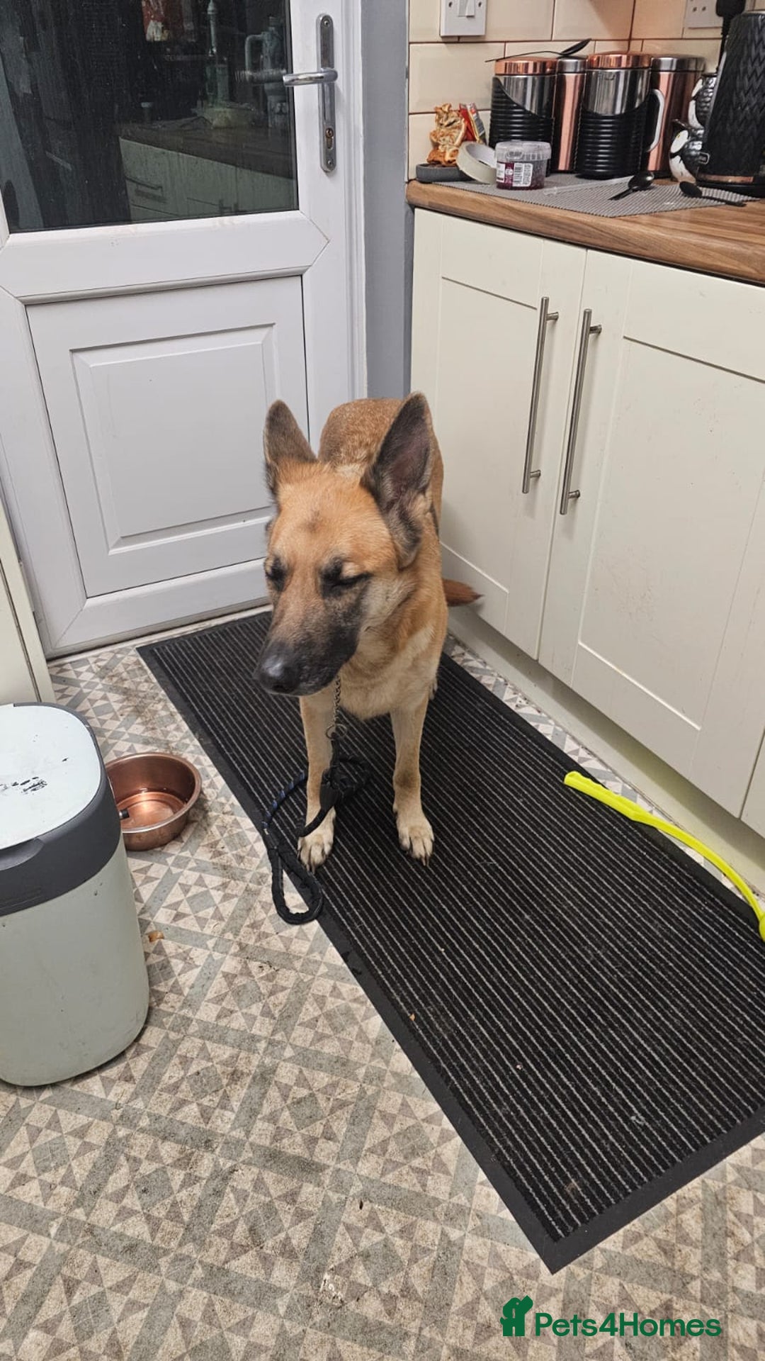 German Shepherd dogs for sale: Luna  - Image 5
