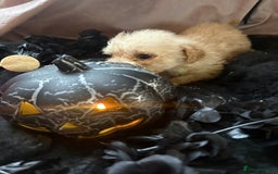 Poochon dogs for sale: READY FOR HER NEW PAW PACK  - Advert 19