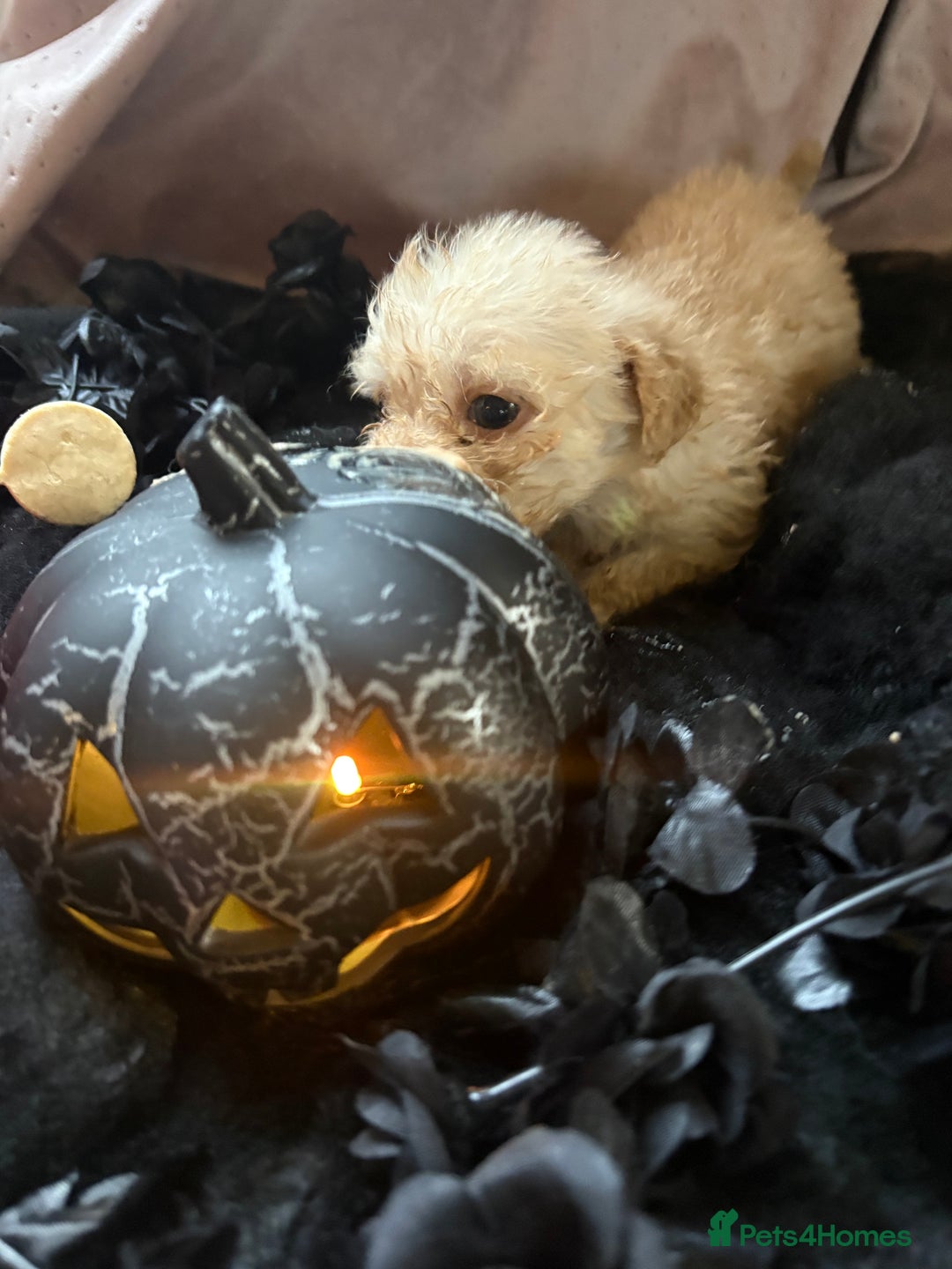 Poochon dogs for sale: READY FOR HER NEW PAW PACK  - Advert 19