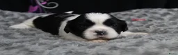 Shih Tzu dogs for sale: LOVELY CUTE SHIH TZU PUPPIES - Advert 7
