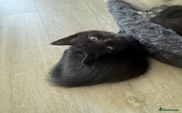 Domestic Shorthair cats for sale: Kittens for sale - domestic  - Image 11