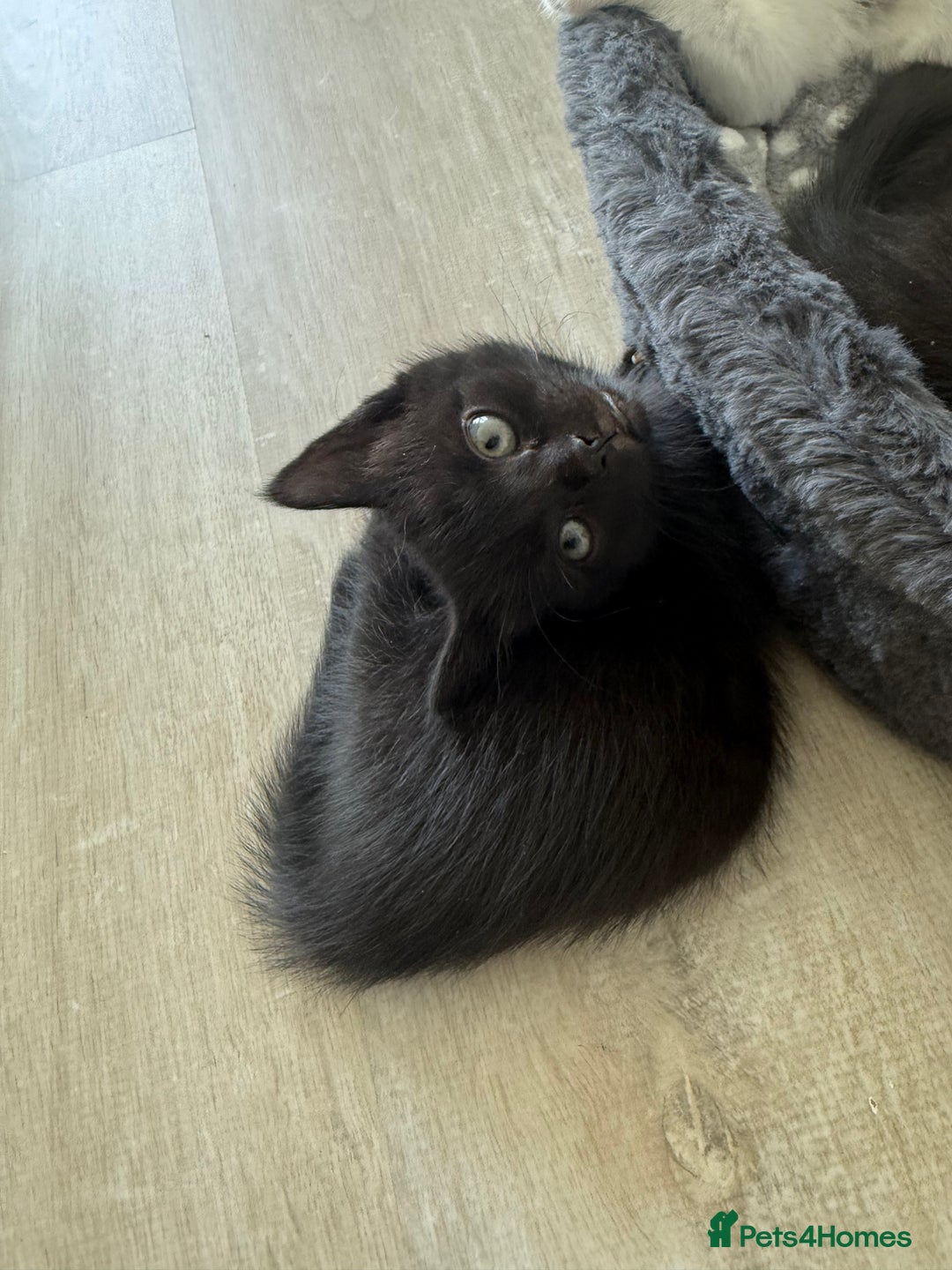 Domestic Shorthair cats for sale: Kittens for sale - domestic  - Image 11