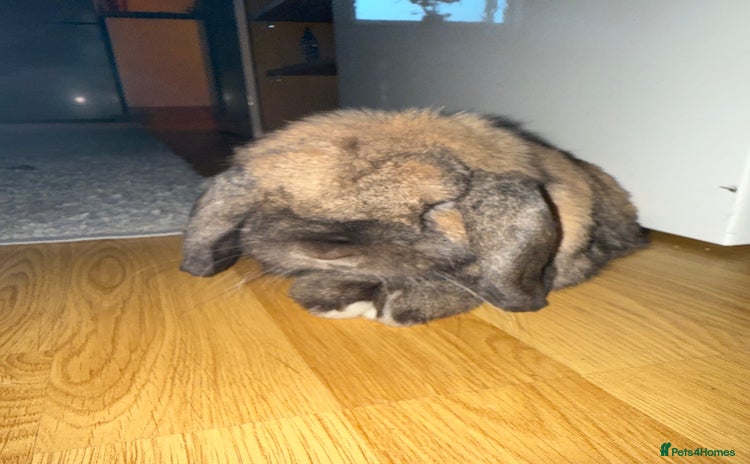 Mini Lop rabbits - Advert 5