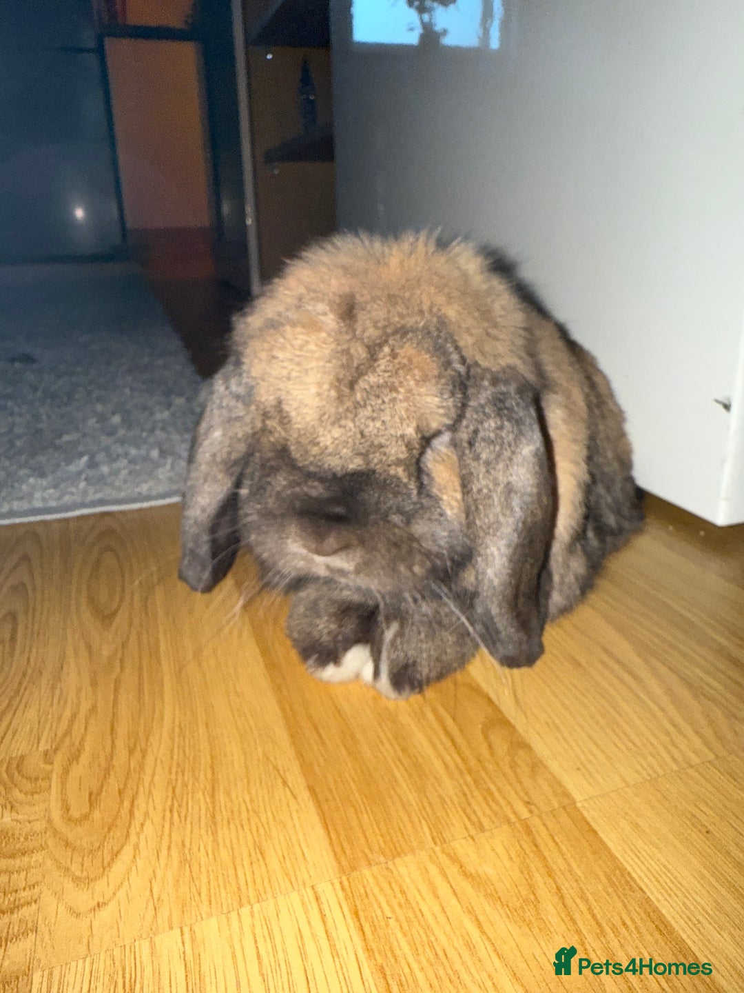 Mini Lop rabbits for sale: Theo Mini Lop - Image 1