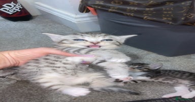Mixed Breed cats - Advert 13