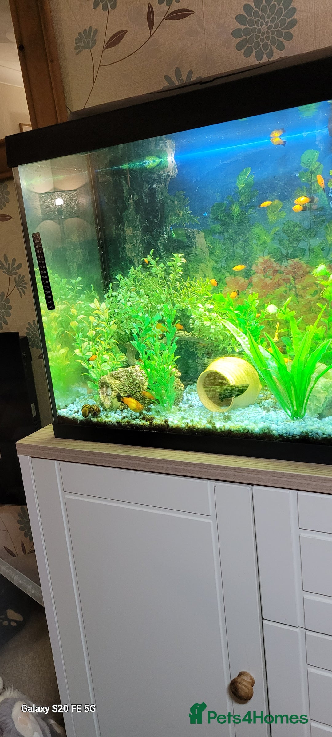 Platies fish for sale: Tropical fish - Advert 4