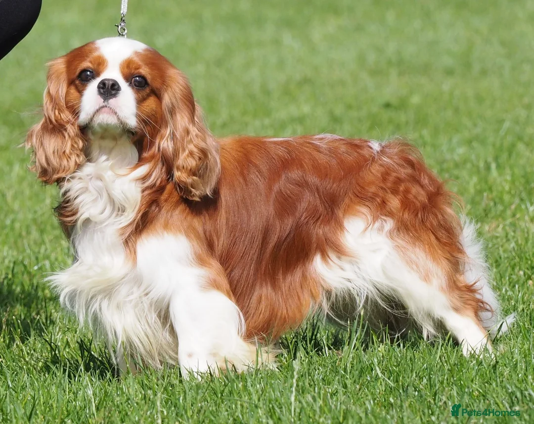 Cavalier King Charles Spaniel dogs for stud: KC Registered Health Tested Blenheim CKCS Stud - Advert 1