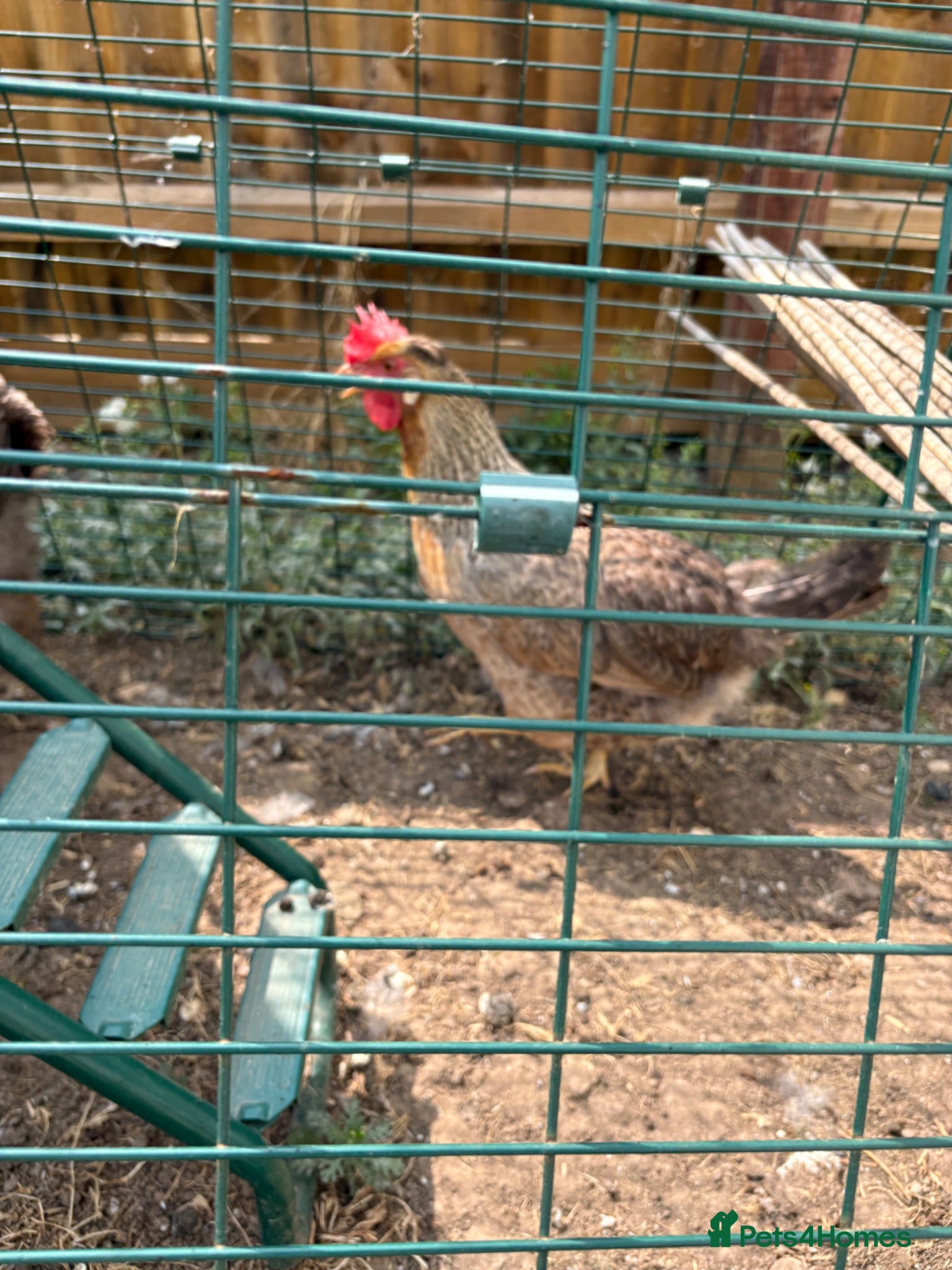 Chickens poultry Cream legbar hen - Advert 1