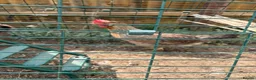 Chickens poultry for sale: Cream legbar hen - Advert 1