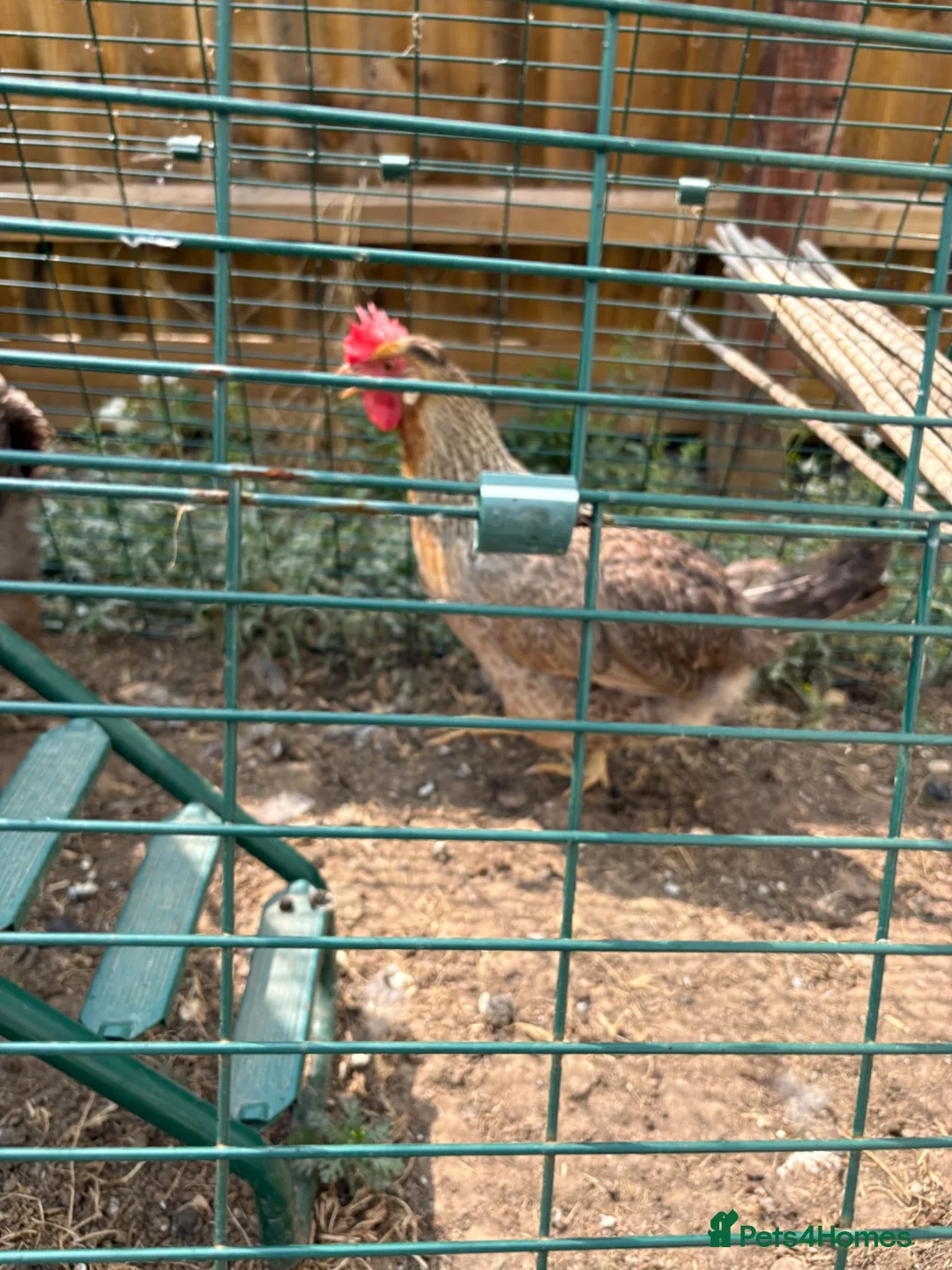 Chickens poultry for sale: Cream legbar hen - Advert 1