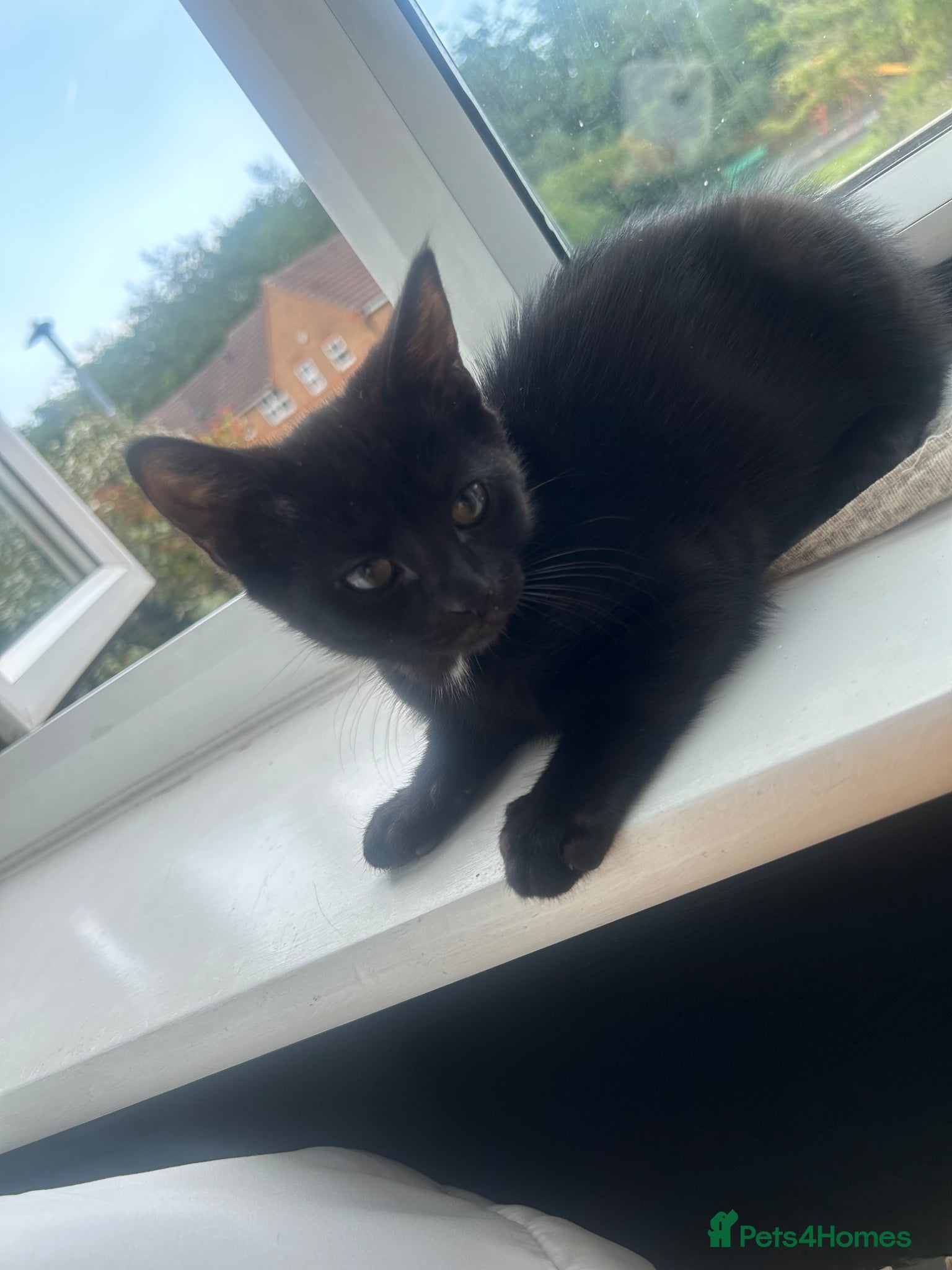 Mixed Breed cats for sale: Pretty black kitten for sale  - Advert 4