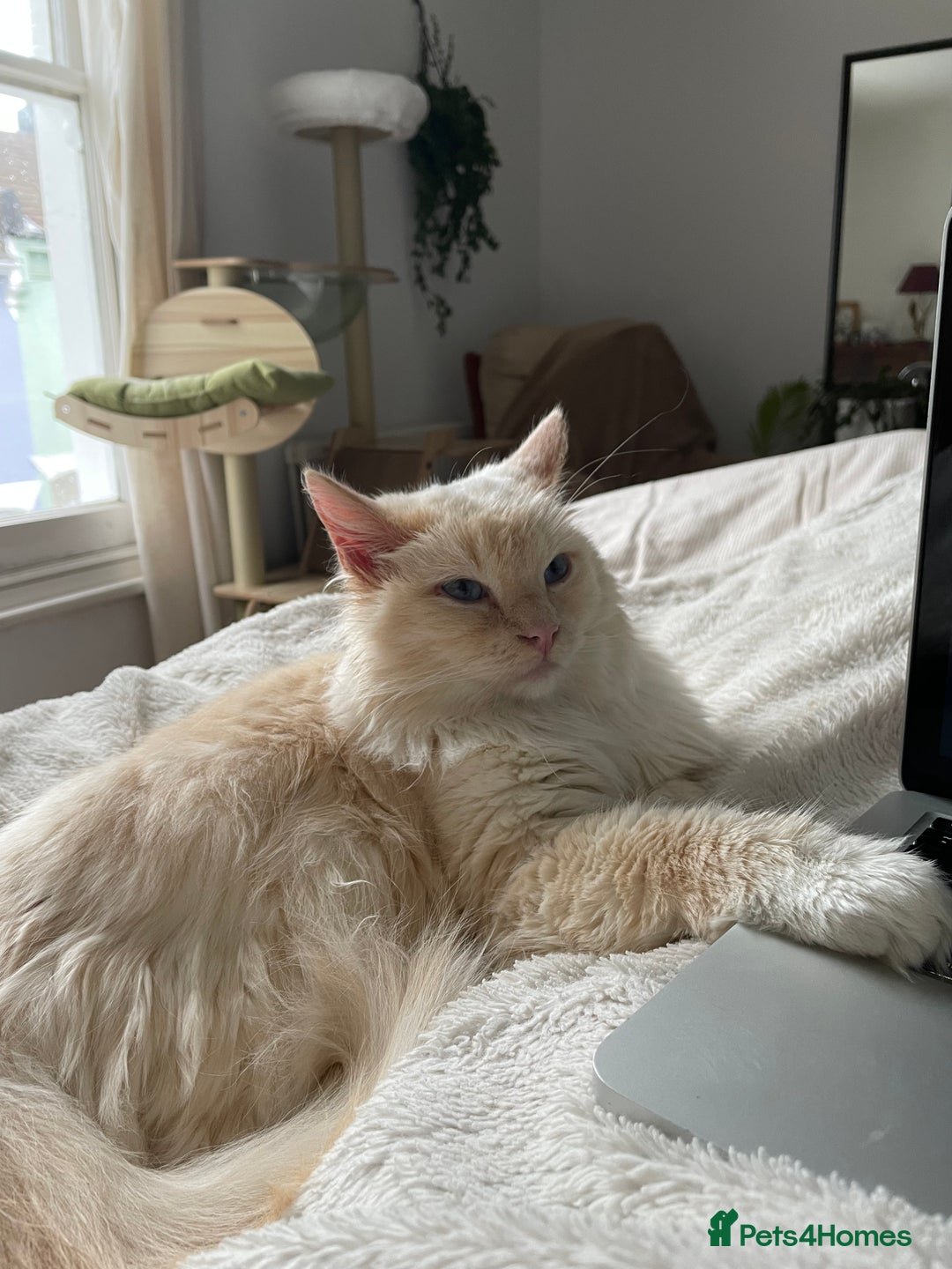 Ragdoll cats for sale: SWEET AND ENERGECTIC RAGDOLL BOY 💙 - Advert 3