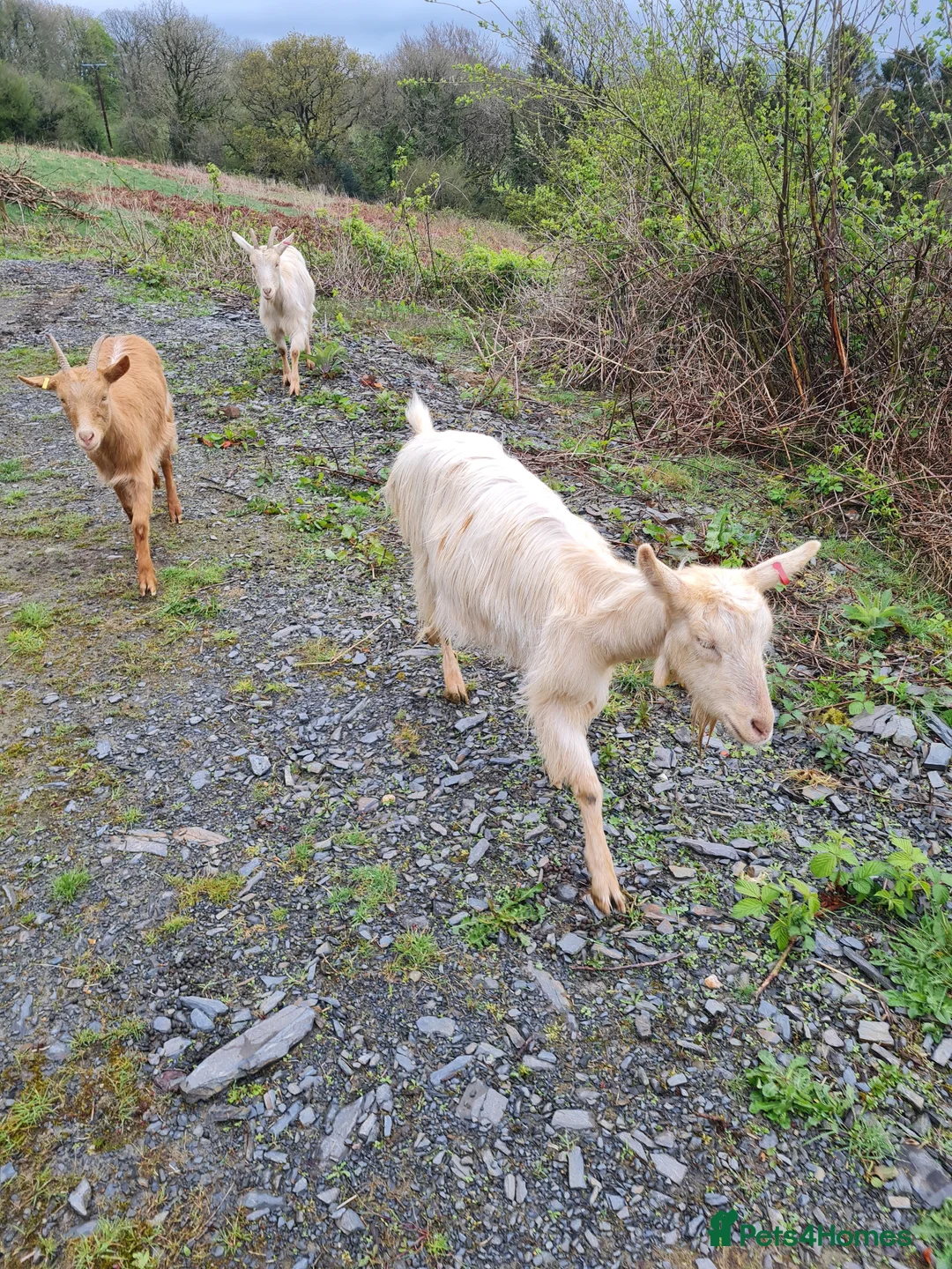 Goats livestock for sale: Golden Guernseys - Advert 4