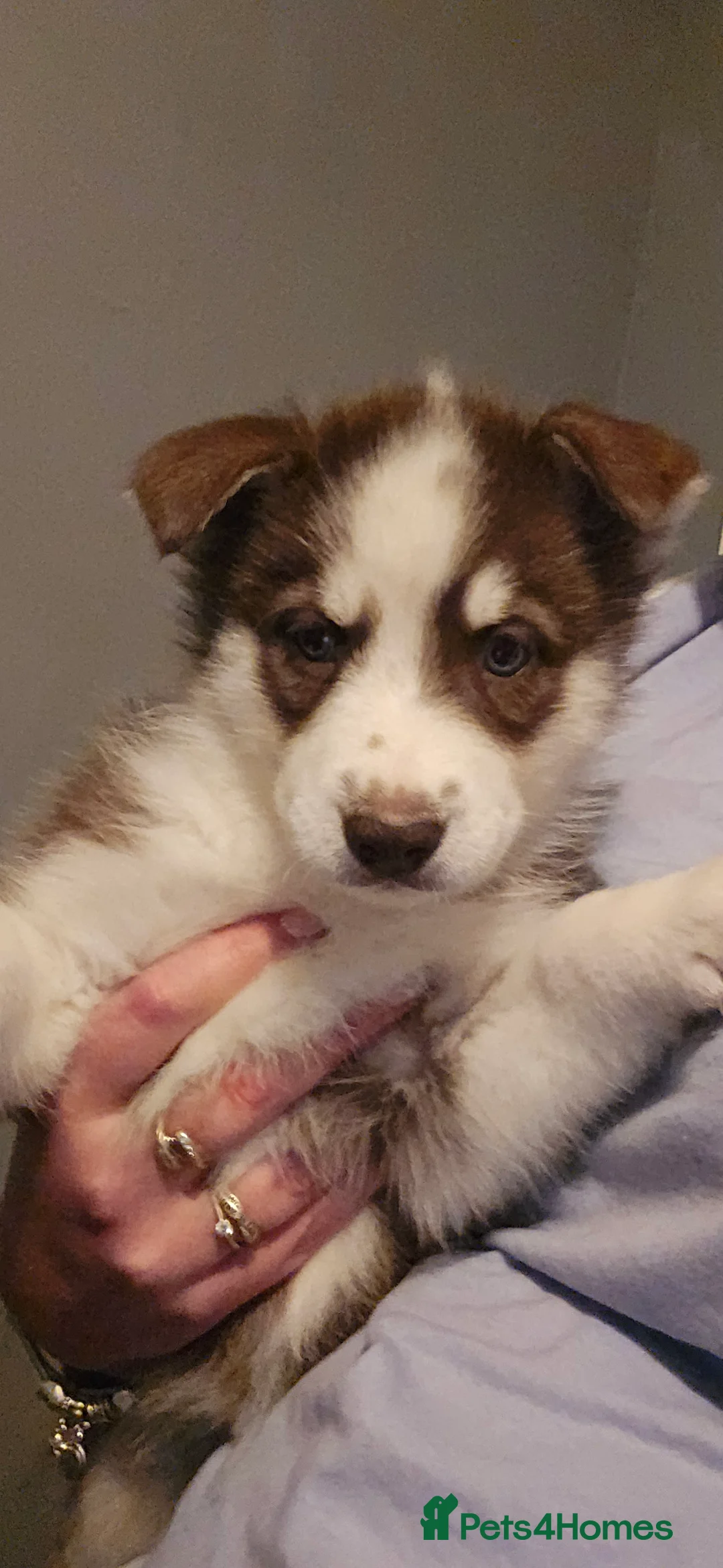 Siberian Husky dogs for sale: Husky puppies  - Advert 5