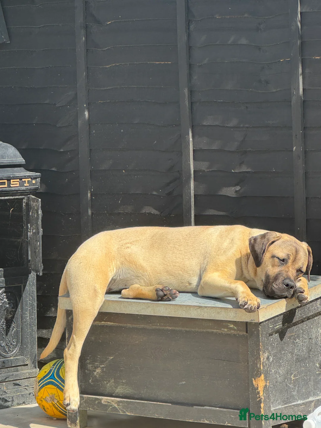 Cane Corso dogs for sale: Beautiful 1 year old cane corso female - Advert 2