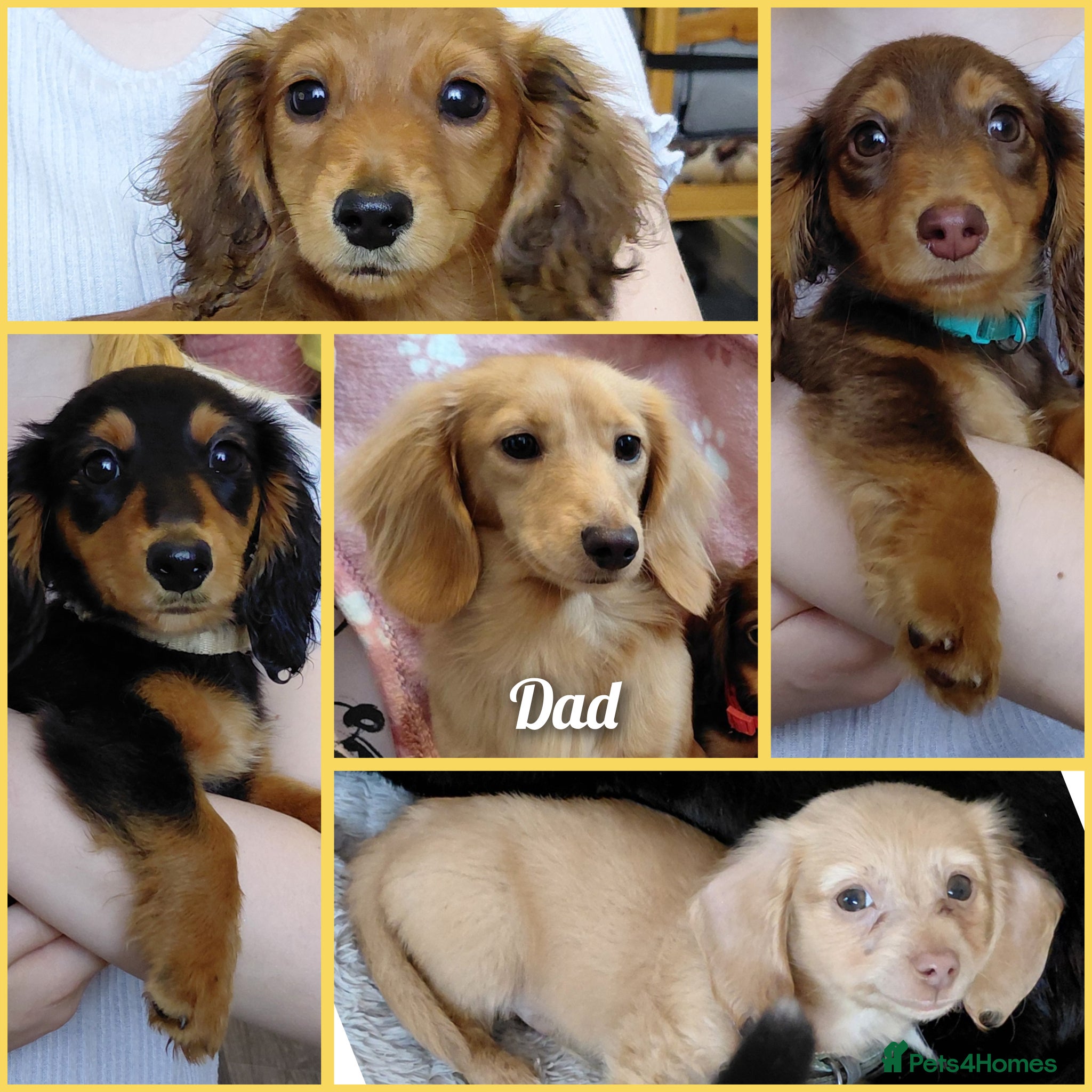 Miniature Dachshund dogs ✨️Beautiful Longhaired Minis✨️Lovely Temperments✨️ - Advert 1