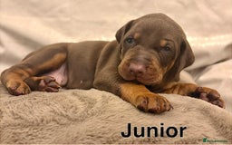 Dobermann dogs for sale: Doberman puppies  - Image 9