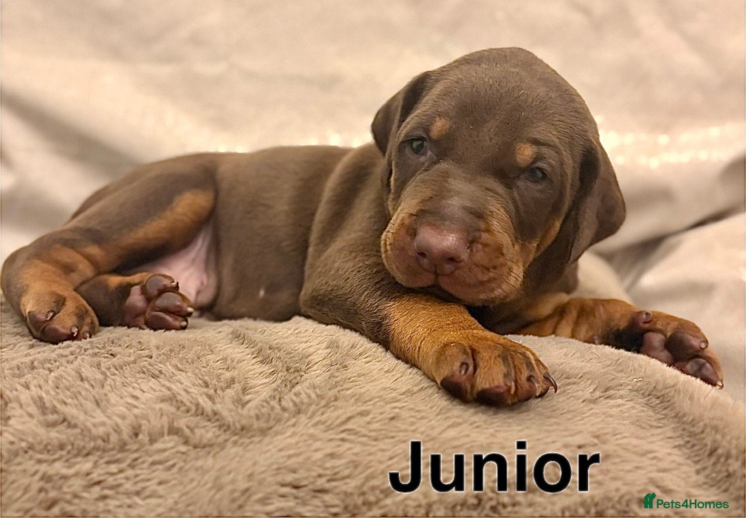 Dobermann dogs for sale: Doberman puppies  - Image 9