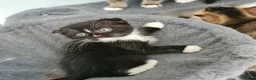 Scottish Fold cats for sale: 6 Scottish fold kittens - Advert 3