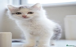 Persian cats for sale: Persian mix cross  - Image 7