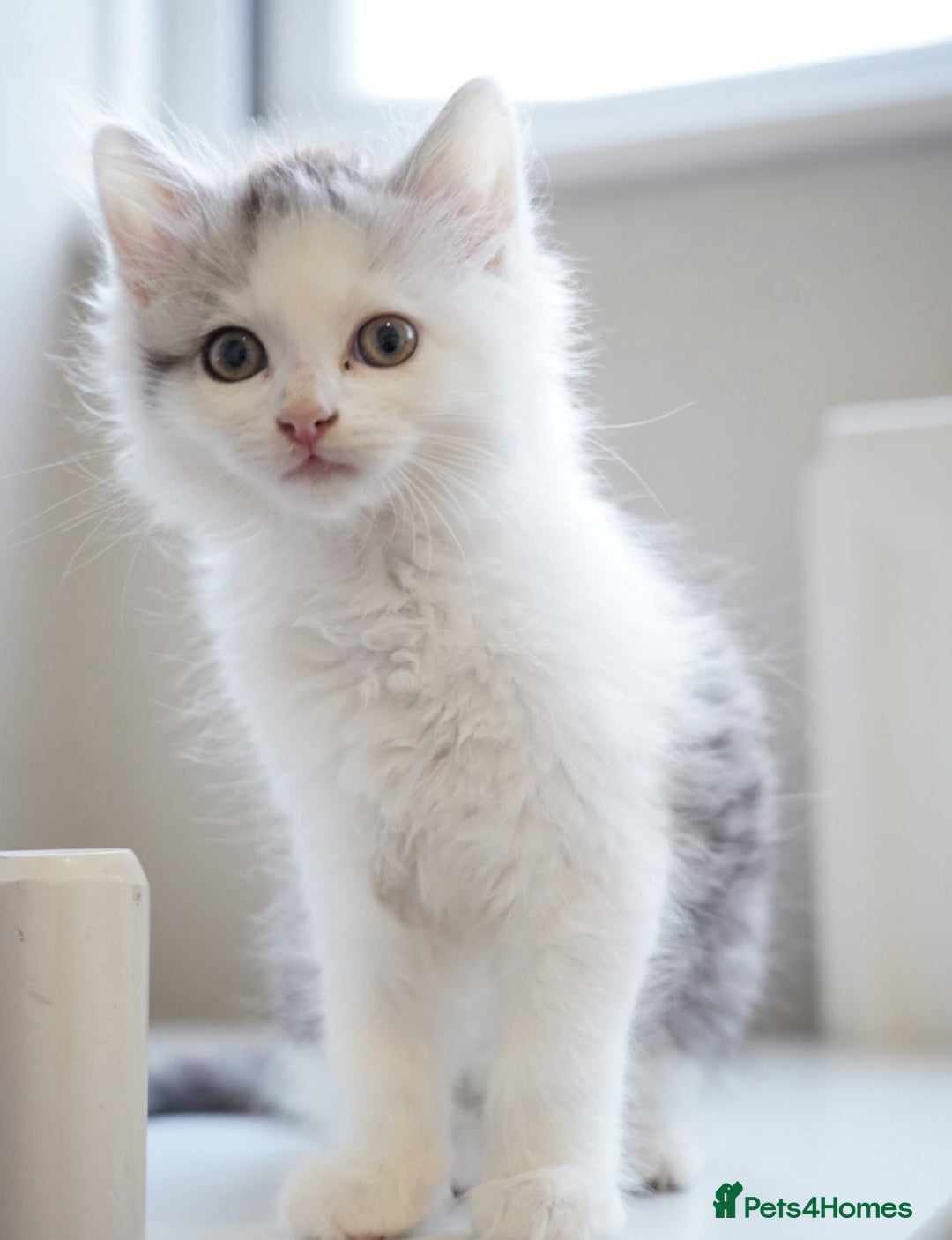 Persian cats for sale: Persian mix cross  - Image 7