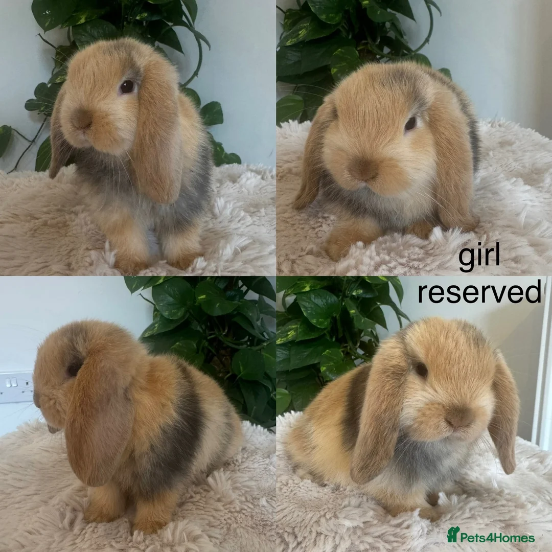 Mini Lop rabbits for sale: Mini Lop babies  - Advert 2