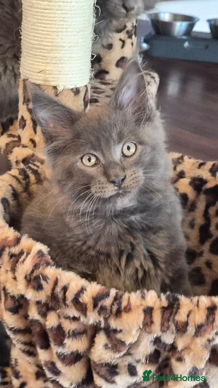 Maine Coon cats Maine coon pedigree kittens  - Advert 13