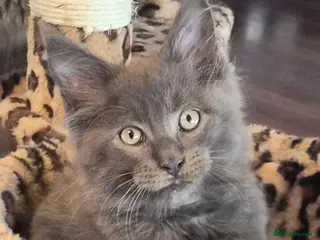 Maine Coon cats Maine coon pedigree kittens - Advert 13