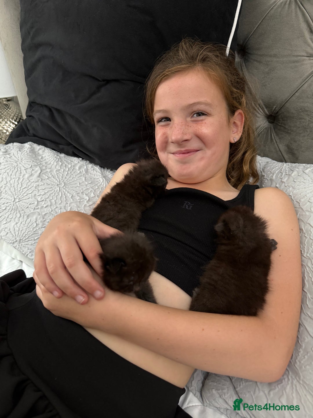 British Shorthair cats for sale: Rare black smoke British short hair kittens - Image 16