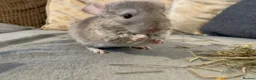 Chinchilla rodents for sale: Chinchilla kits in Brampton - Advert 9