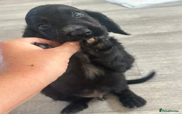 Cocker Spaniel dogs for sale: Cocker Spaniel Puppies perfect example ready now - Image 23