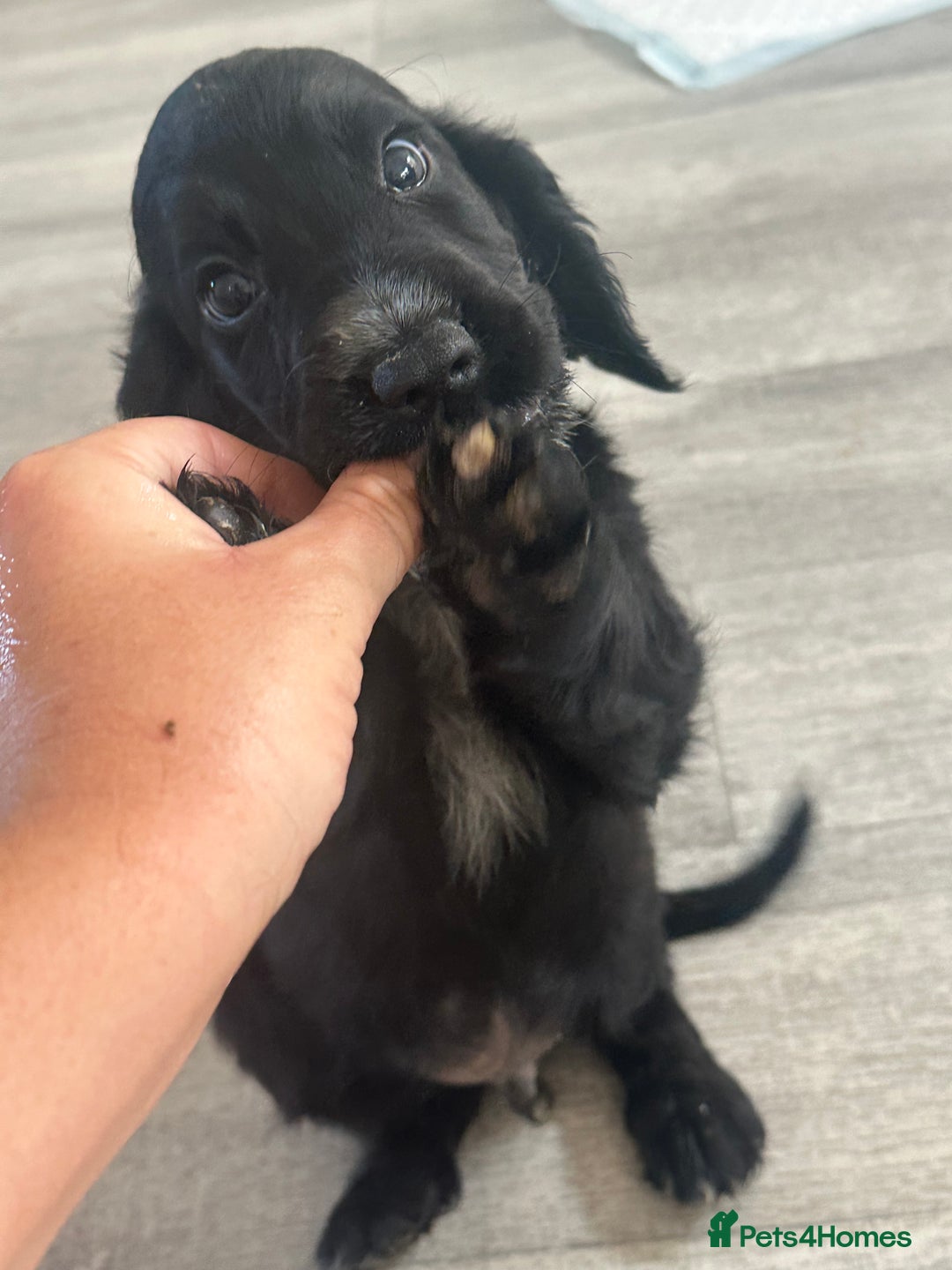 Cocker Spaniel dogs for sale: Cocker Spaniel Puppies perfect example ready now - Image 23