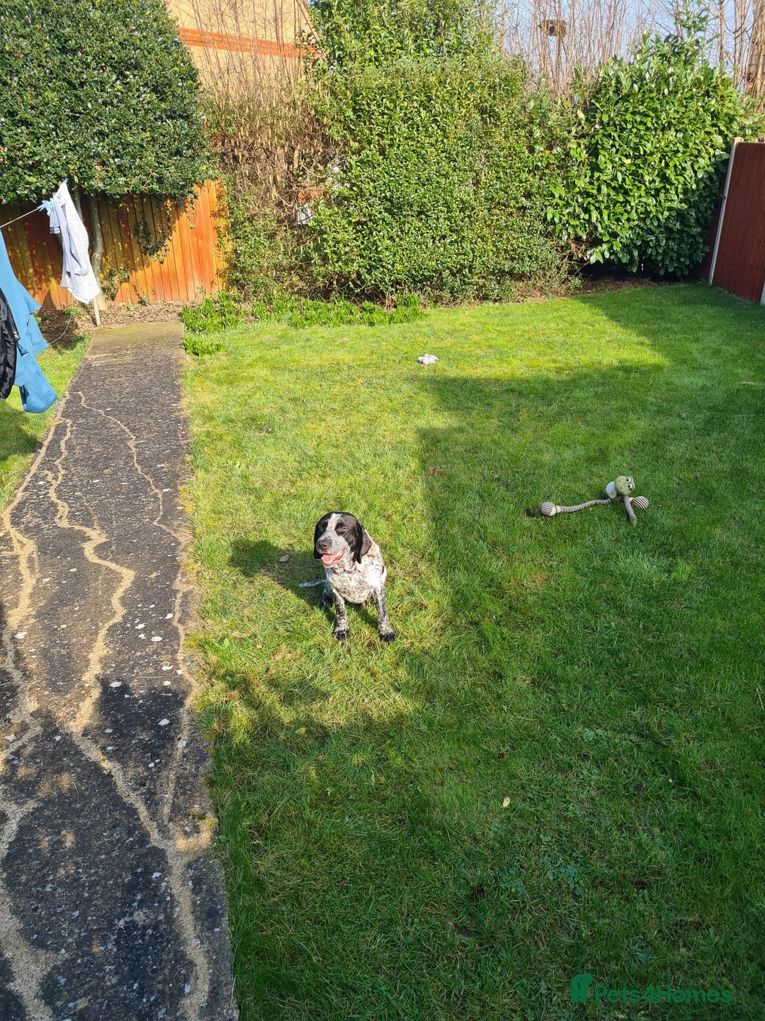 Mixed Breed dogs for sale: Forrest (Pet free for a lovely home). - Image 3