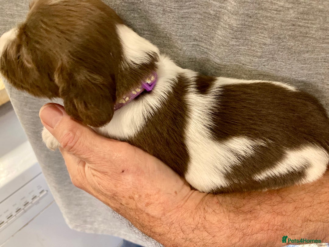 English Springer Spaniel dogs for sale: 5th Gen Springers: Purebred, 7th litter, 36 total - Image 32