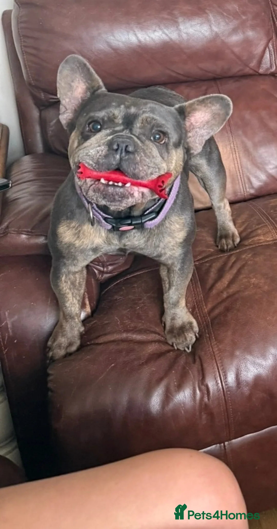 French Bulldog dogs for sale: Beautiful KC reg Cream Girl - Advert 2
