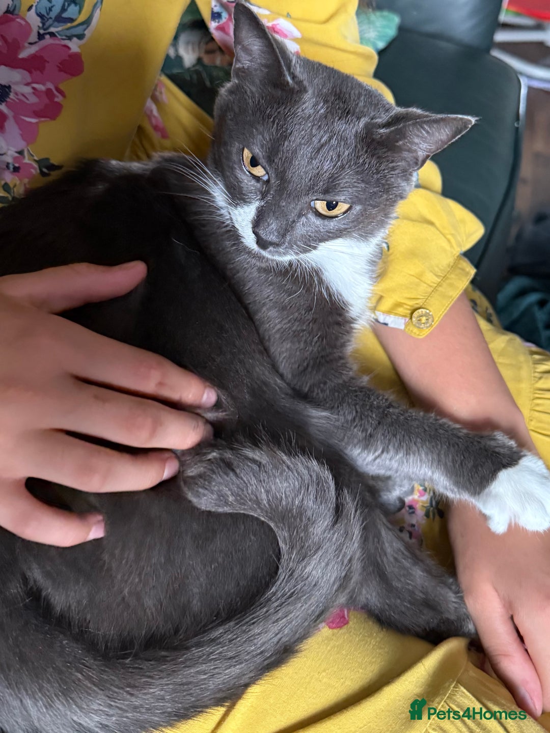Domestic Shorthair cats for sale: Ember - Image 1